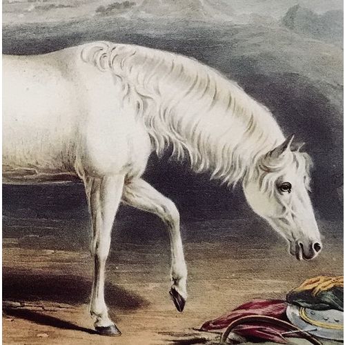 Antique Print ARAB Horse Lithograph poster W Shiels vintage Animal Wall Art