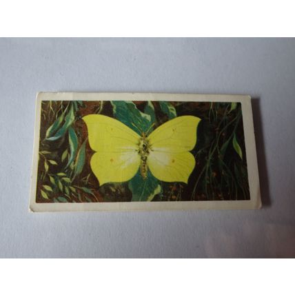 1963 Brooke Bond Tea British Butterflies Card # 46 of 50 Brimstone Good (2)