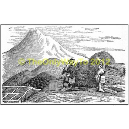 Tea Pickers, FROM PICTURESQUE JAPAN, 1910 MODERN REPRODUCTION