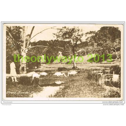 SWANS ARUNDEL PARK, SUSSEX, ENGLAND, 1956, Postcard