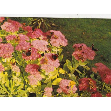 Garden Butterflies on Ice Plant Postcard unused VGC