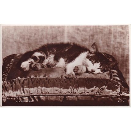 Sleepyhead Valentines Cat Real Photo Antique Postcard