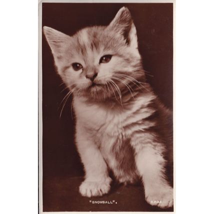 Snowball Valentines Cat Real Photo Antique Postcard