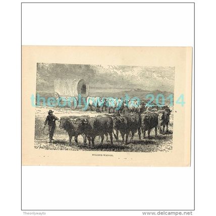 BULLOCK WAGGON, ARGENTINA, Book Illustration, c1883