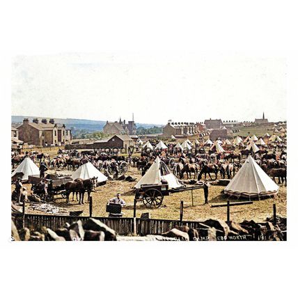 ptc2258 - Lancs. - Horses at Territorial Army Camp, Edgworth in 1914 - print 6x4