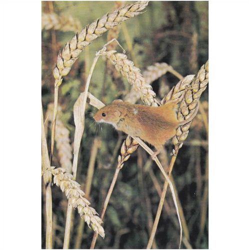 Colour Postcard - Harvest Mouse