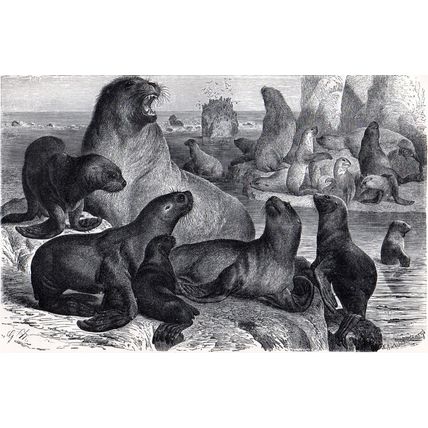 A FAMILY PARTY OF SOUTHERN SEA-LIONS 1894 Gustav Mützel VICTORIAN ENGRAVING