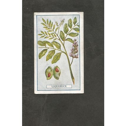 Cigarette Card Gallaher Plants of Commercial Value 1917 #27 Liquorice