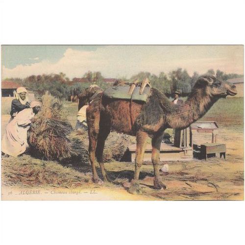 Chameau Charge Ethnic Postcard (ETH1151)