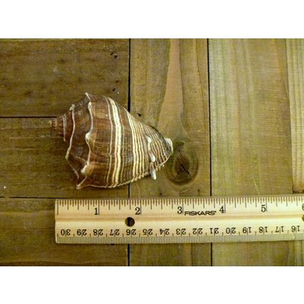 Melongena shell 3" caribbean crown conch seashell beach ocean home decor