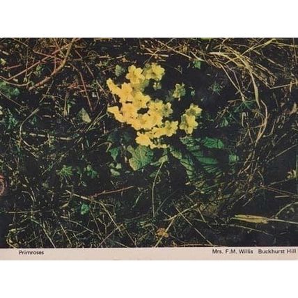 Primroses Buckhurst Hill Flower Womens Institute Floral Flowers Postcard