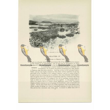 Coral Reef at Low Tide, Animal Book Illustration (Print), c1916