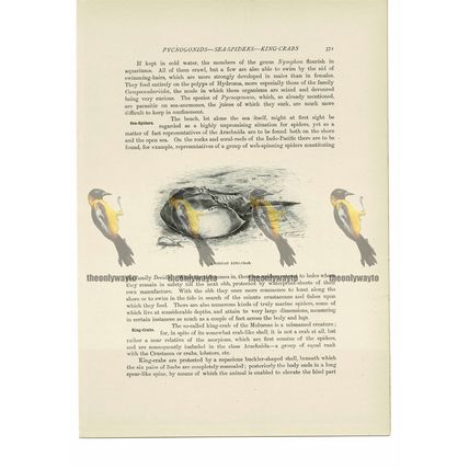 American King Crab, Animal Book Illustration (Print), c1916