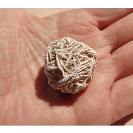 D Desert Rose Gypsum 1.25 Inch Raw Rough Stone Crystal Metaphysical