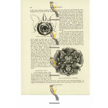 Head Of Blainville's Bat & Stenoderm Bats Mouth, Book Illustration (Print), 1884