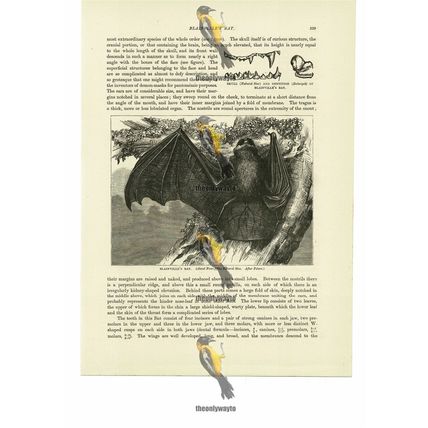 Blainville's Bat, Book Illustration (Print), 1884