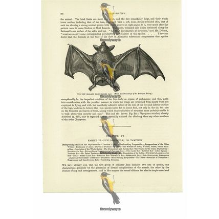 New Zealand Short-Tailed Bat, Book Illustration (Print), 1884