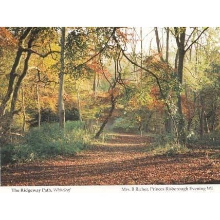Whiteleaf Forest Woods Bucks Womens Institute Postcard