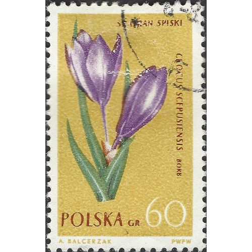 POLAND, FLOWER, Crocus, Crocus Scepusiensis, brown 1962, 60GR