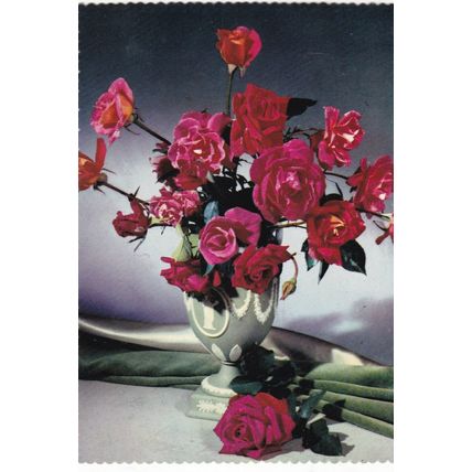 Roses Dennis Photofloral Postcard unused VGC