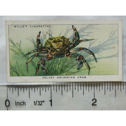 1938 Wills The Sea-Shore No. 29 Velvet Swimming Crab