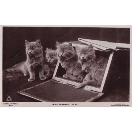 Blue Persian Kittens Cat 2x Old Cats Postcard s