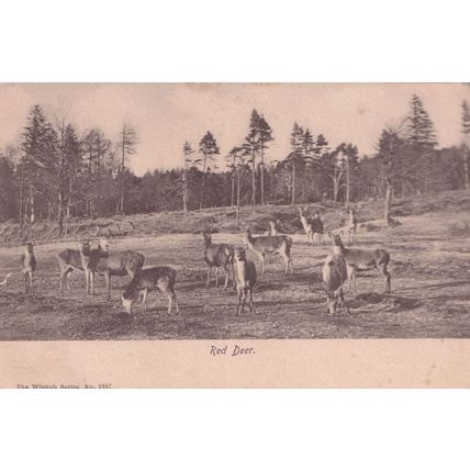 Birkenshaw Yorkshire 1902 Red Deer Christmas Greetings Postcard