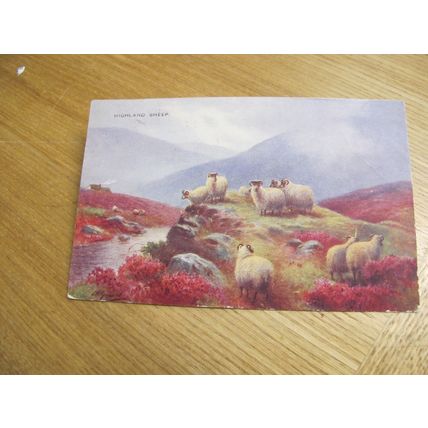 1940s Newton Stewart fr Postcard - Highland Sheep, Scotland