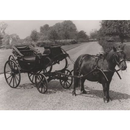 Queen Adelaide Donkey Barouche Victorian Transport RPC Postcard