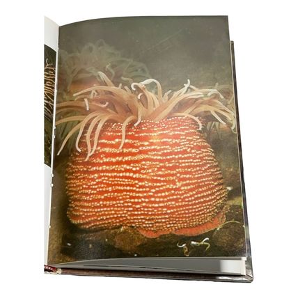 Sea Anemones By U. Erich Friese - Hardcover TFH Publications 1972 Pre-owned
