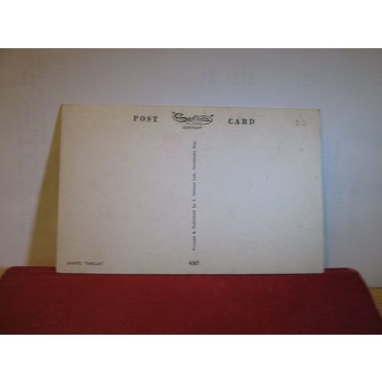 WHITE THROAT by George Rankin unused postcard by J Salmon birds animals =