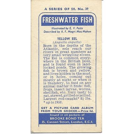 Freshwater Fish 1960 Brooke Bond Tea Card 39 - Yellow Eel