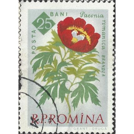 ROMANIA, FLOWER, Paeonia romanica, grey 1961, 25bani