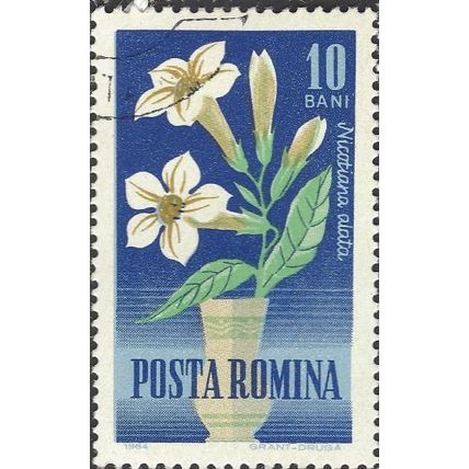 ROMANIA, FLOWER, Nicotiana alata, blue 1964, 10bani, #2