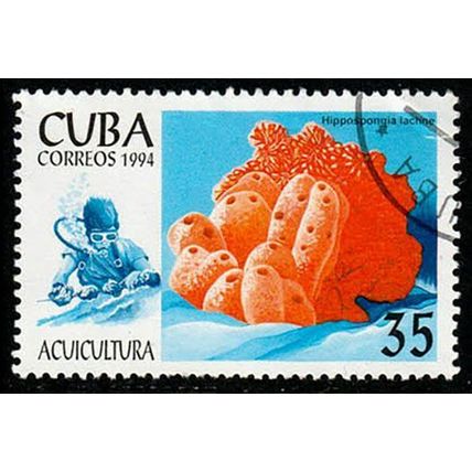 Cuba 1994 Marine Life 35c Used Stamp