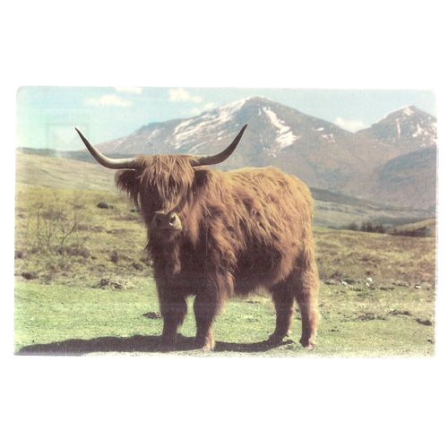 A MONARCH OF THE GLEN, a Highland cow steer. unused postcard cattle =