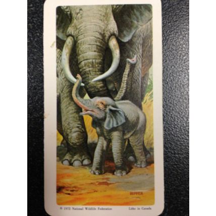 Red Rose Tea Card - Blue Ribbon Animals & Young Series 18 - Set of 18 cards