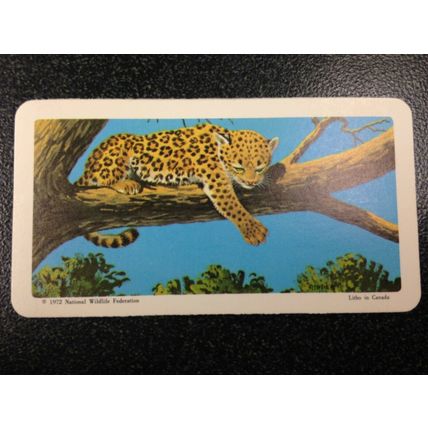 Red Rose Tea Card - Blue Ribbon Animals & Young Series 18 - Set of 18 cards