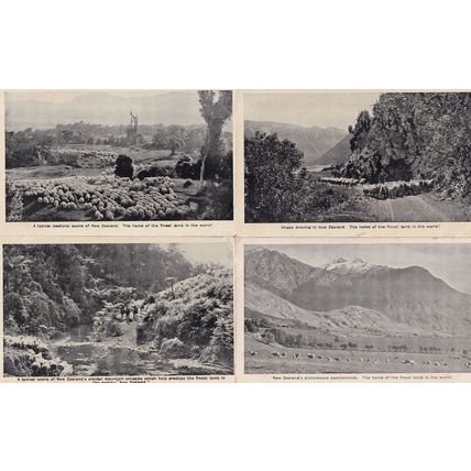New Zealand Crystal Mountain Stream Sheep 4x Antique Postcard s