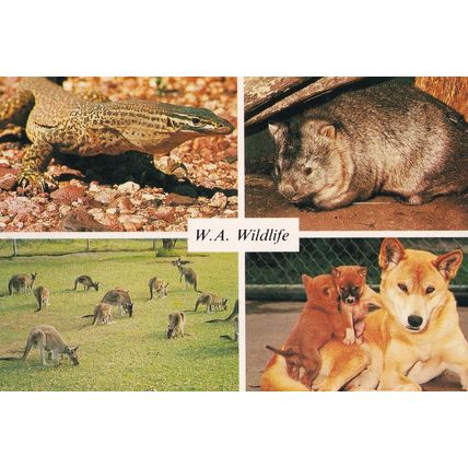 Sand Goanna Dingo & Pups West Australia Animals Postcard