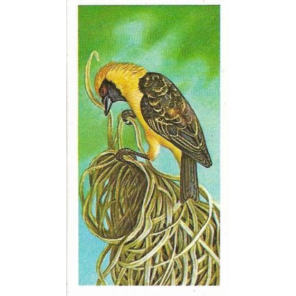 Incredible Creatures 1985 Brooke Bond Tea Card 40 - Weaver Bird