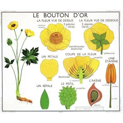 Le Bouton Dor French Buttercup Old School Wall Chart Postcard