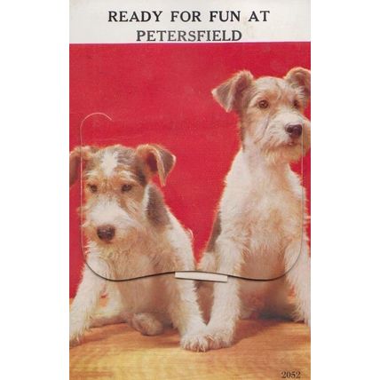 Petersfield Hampshire Dogs Foldining Novelty Old Postcard