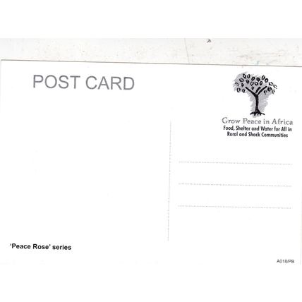 Peace Rose Greetings Postcard unused VGC