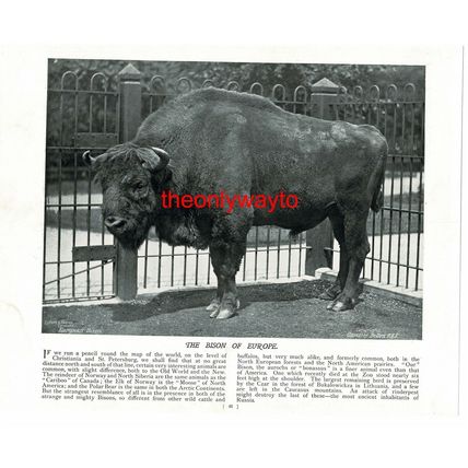 American Great Bison Bull, (European Bison, Reverse), Book Illustration, c1895
