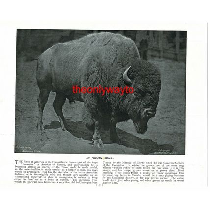 American Great Bison Bull, (European Bison, Reverse), Book Illustration, c1895