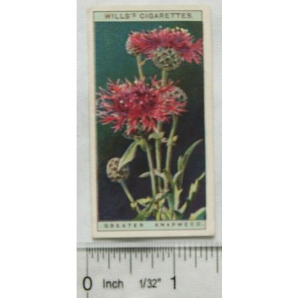 1923 Wills, Wild Flowers No. 16 Greater Knapweed