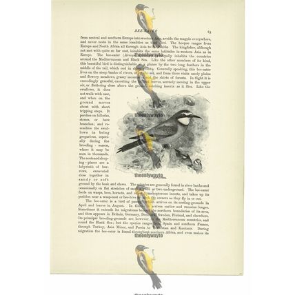 Bee Eaters, Animal Book Illustration (Print), c1916