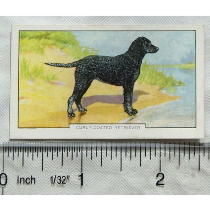 1938 Gallaher Dogs 2nd Series No. 47 Curly-coated Retriever