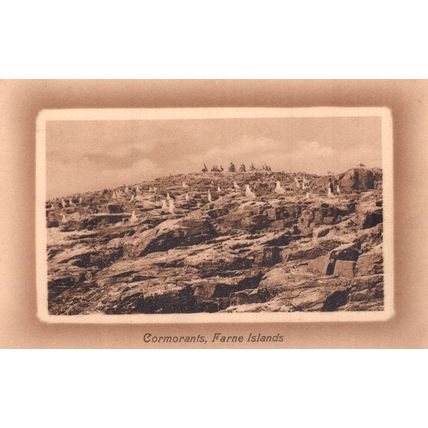 Cormorants Farne Islands Old Postcard